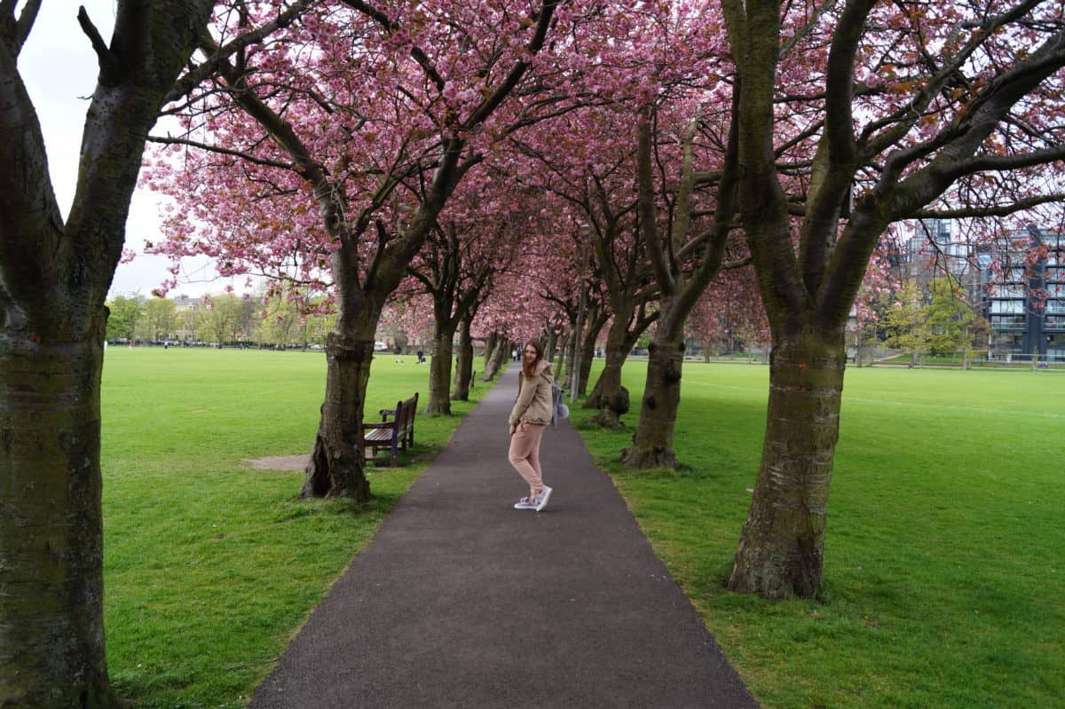 The ultimate guide to Edinburgh, Scotland: Edinburgh travel tips - Meadows Cherry Blossom
