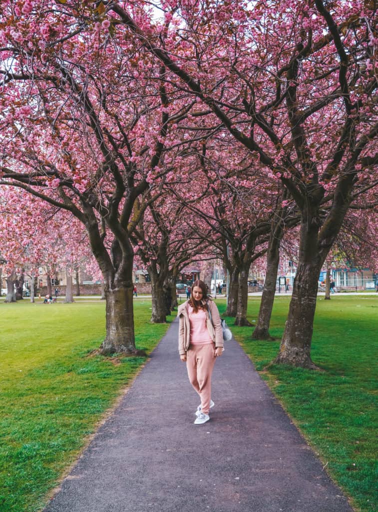 Cherry Blossom in Edinburgh. Meadows, Edinburgh