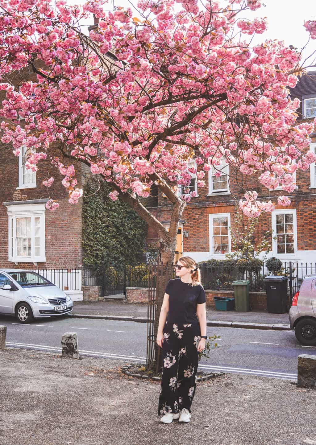 Highgate - cherry blossom - hidden gem of London