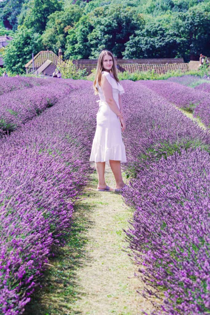 Mayfield Lavender Field