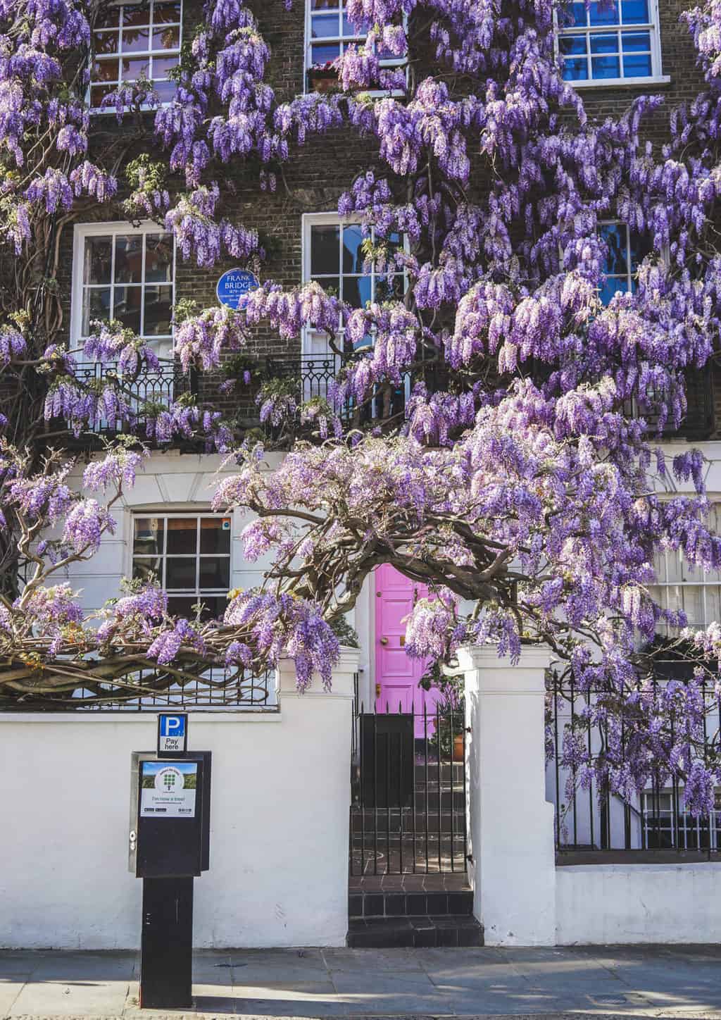 Kensington Wisteria Hysteria - best blooms in London