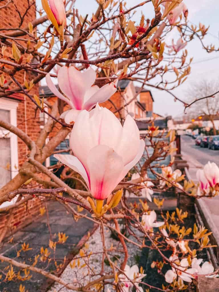 Magnolia blooms in London - Pros and cons of living in East Finchley