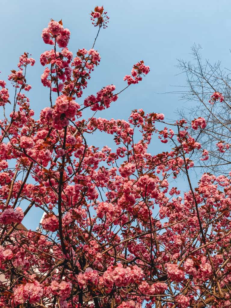 Cherry blossom in London