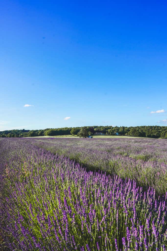 Lavender field in Kent