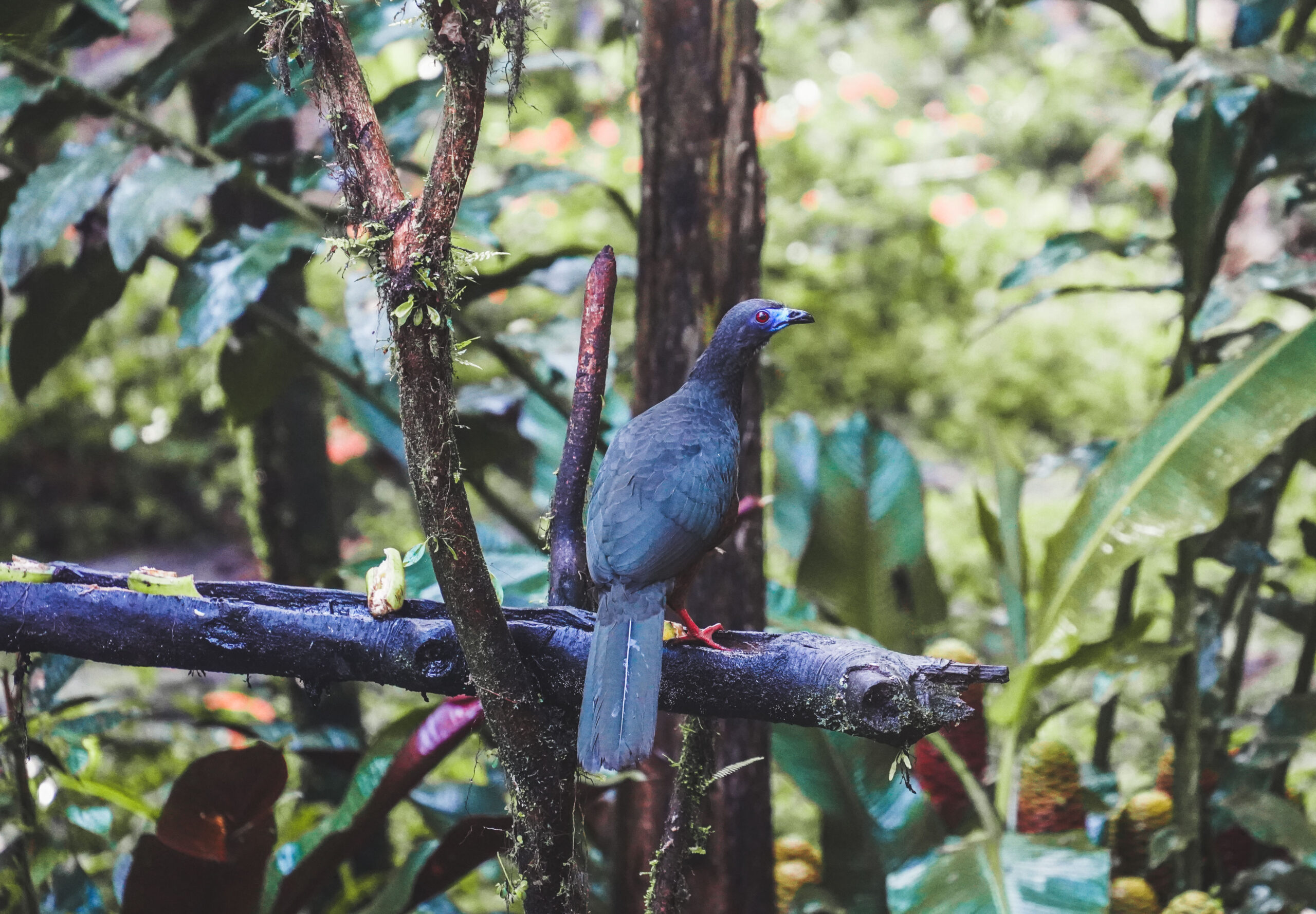 7 days in Ecuador: Quito, Mindo and Amazon adventure in Yasuni National Park