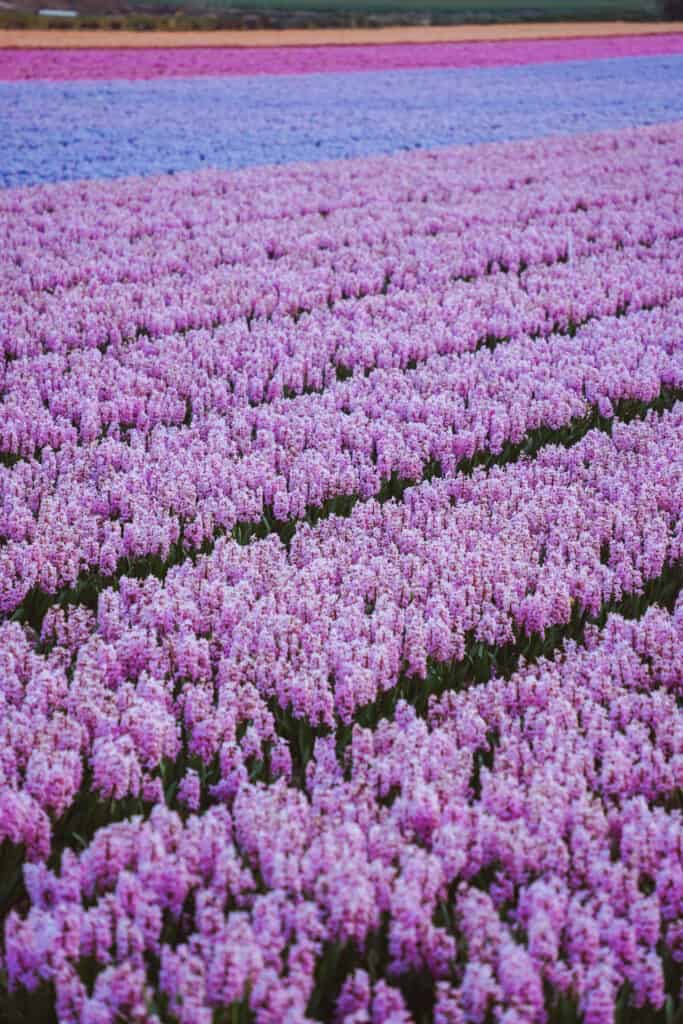 Lisse flower fields, the Netherlands road trip